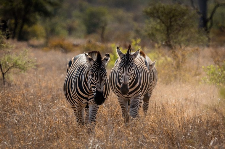 068 Kruger National Park, zebra's.jpg